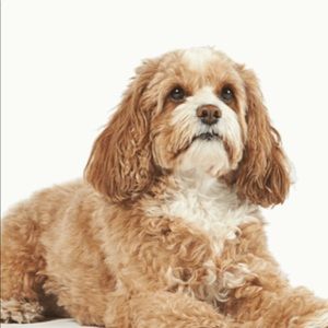 Meet your Posher, Mon